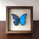 Taxidermy butterfly frame Morpho Didius 25cm x 25cm - walnut frame