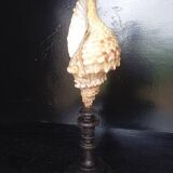 Cabinet of Curiosities 49cm Fasciolaria Shell on base
