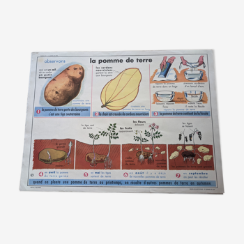 Ancienne affiche scolaire vintage pomme de terre huile patate ferme agriculture