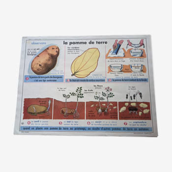 Old school poster vintage potato potato oil farm farm farming