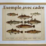 1898 Engraving - Fish - Perch and Halibut - Large Vintage Lithograph