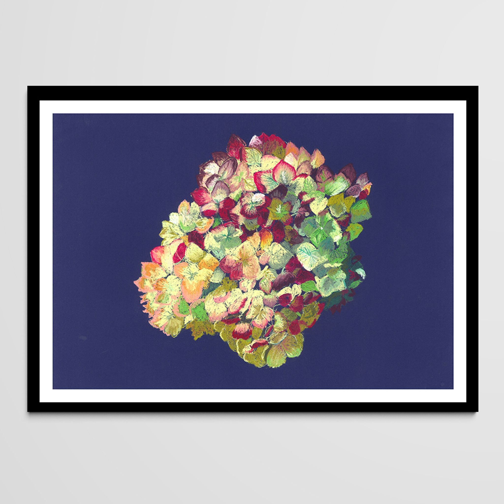 Still Life - Hortensia - Flower