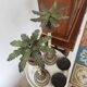 Wooden palm lamp bases or candle holders