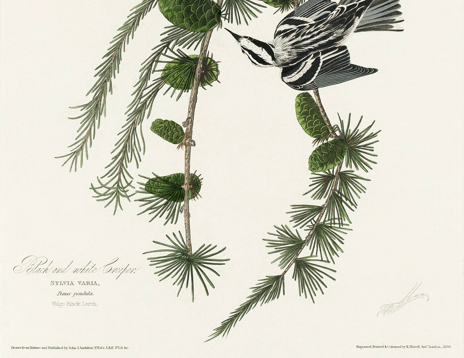 Black and white poster of the Warbler, after an old engraving from 1827