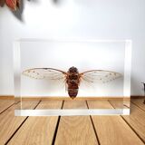 Great inclusion cicada Pomponia