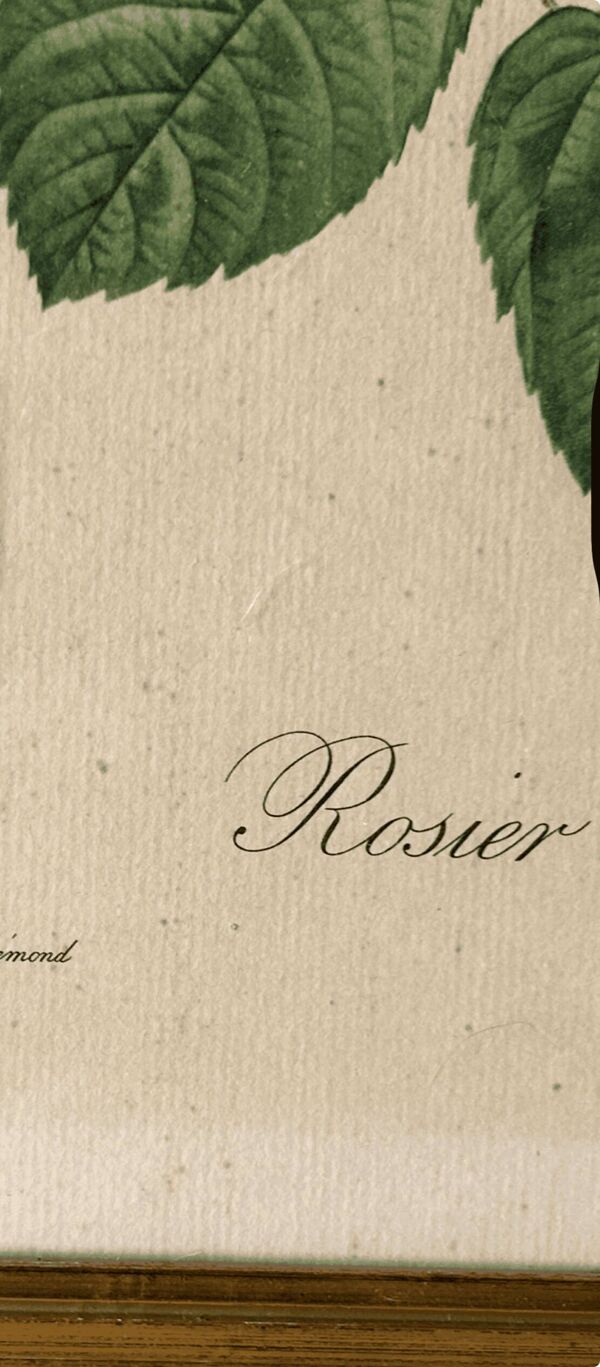 3 gravures botaniques ''Roses'' anciennes d’après Redouté, réédition