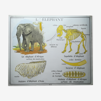 Affiche pédagogique Rossignol "Le vautour et l'éléphant" vintage.