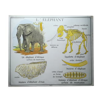 Affiche pédagogique Rossignol "Le vautour et l'éléphant" vintage.