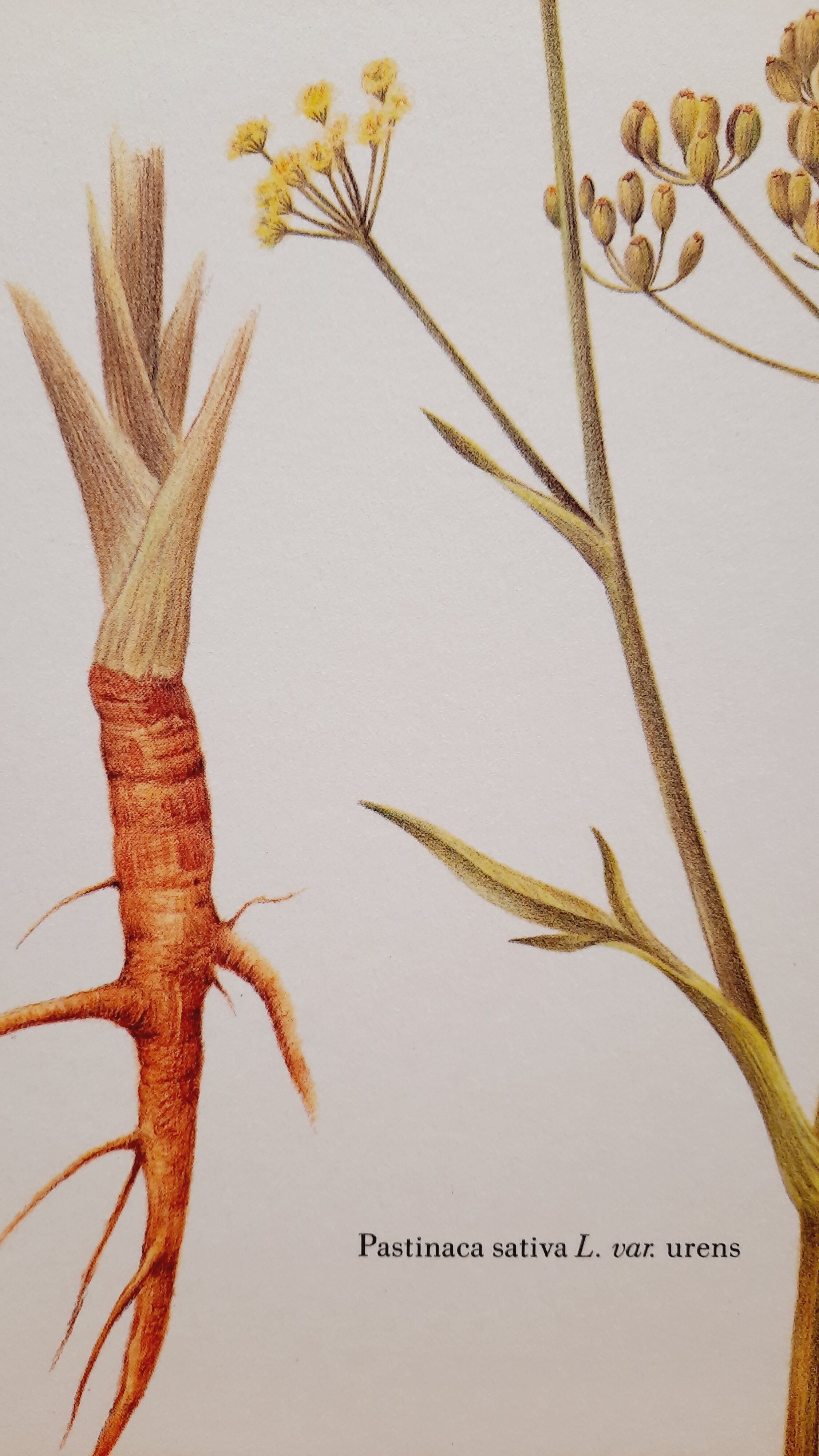 Stinging Parsn by-pansnish botanical poster