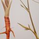 Stinging Parsn by-pansnish botanical poster
