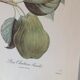 Botanic posters