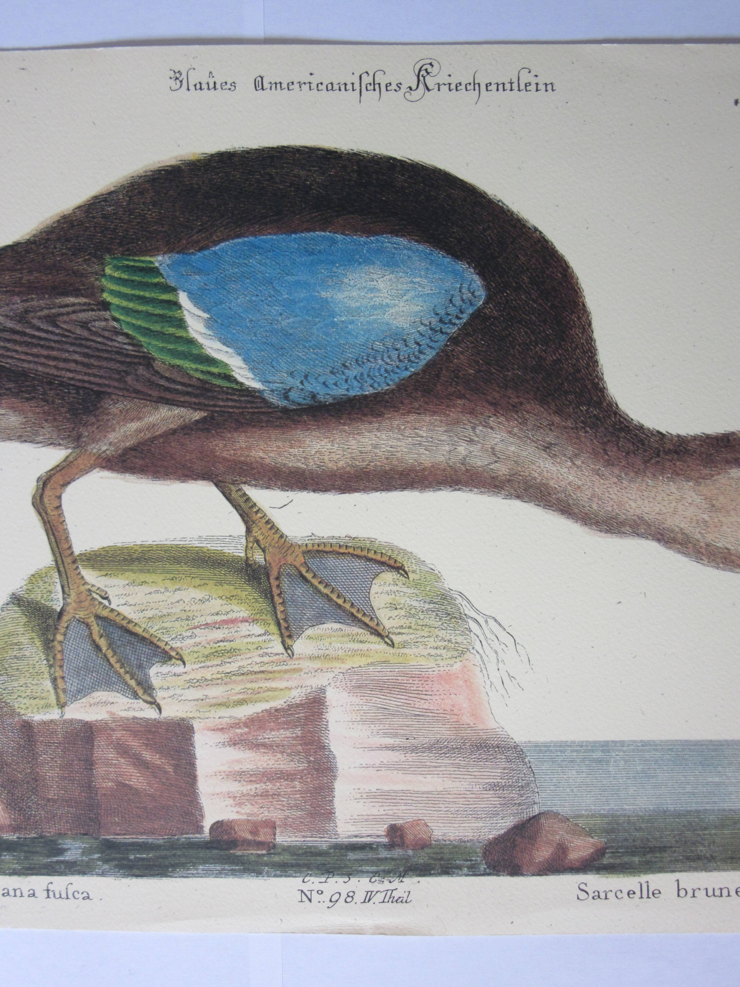 Engraving bird, brown teal, repro catesby