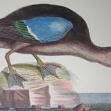 Engraving bird, brown teal, repro catesby