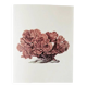 Planches de bestiaire museum d'histoire naturelle Le corail