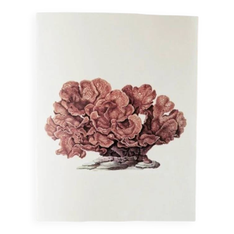 Bestiary plates from the Natural History Museum The coral