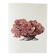 Planches de bestiaire museum d'histoire naturelle Le corail
