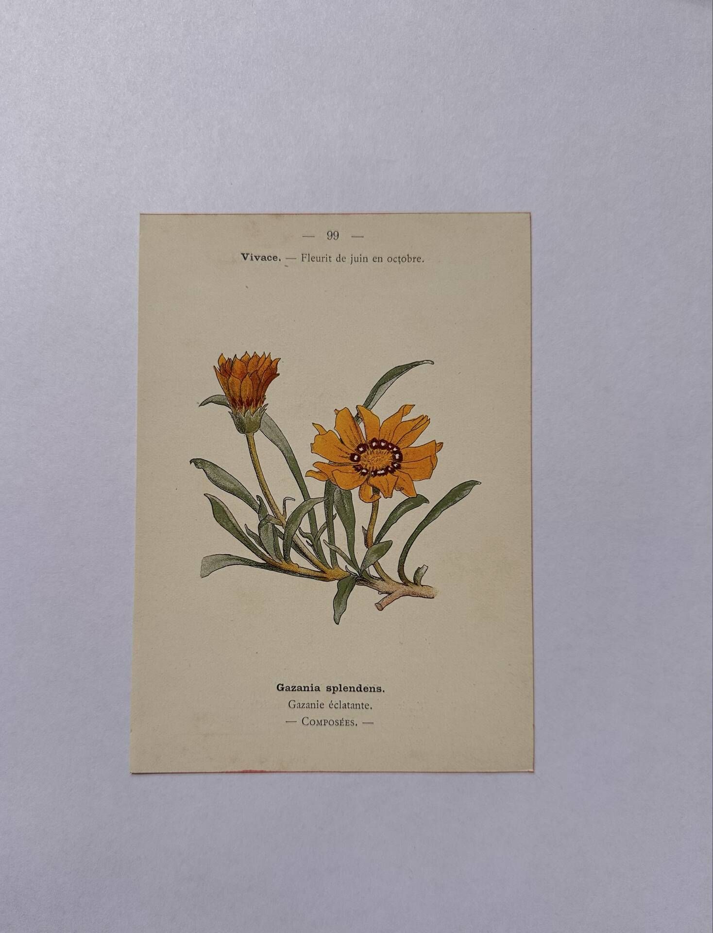 Botanical engraving 19th century naturalist poster French flower wine