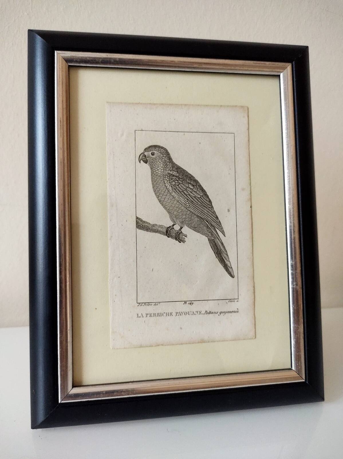 Small bird engraving from 1830 - La Parruche Pavouane - ornithological plate