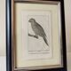 Small bird engraving from 1830 - La Parruche Pavouane - ornithological plate