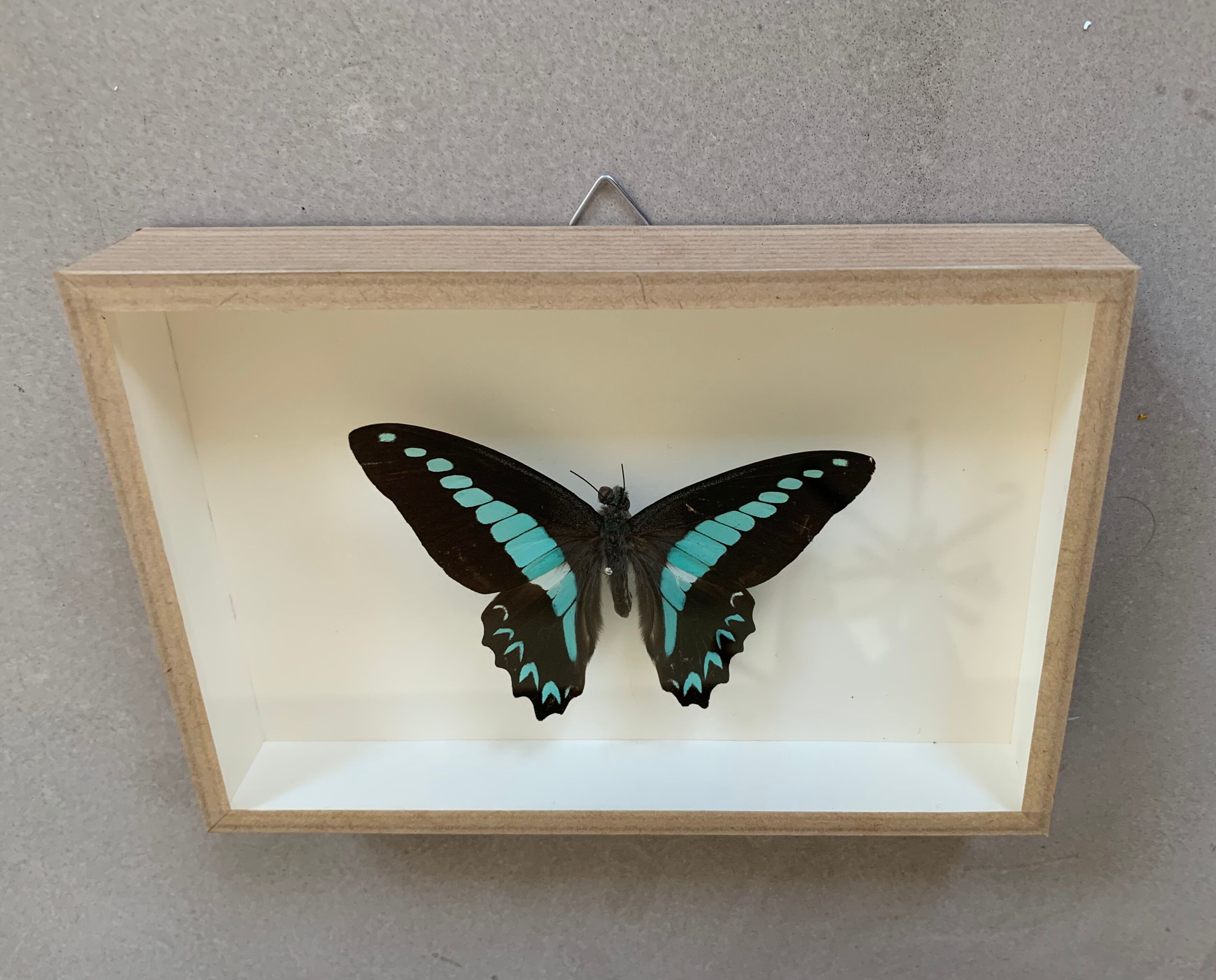 Naturalized butterfly / cabinet of curiosities