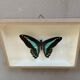 Naturalized butterfly / cabinet of curiosities