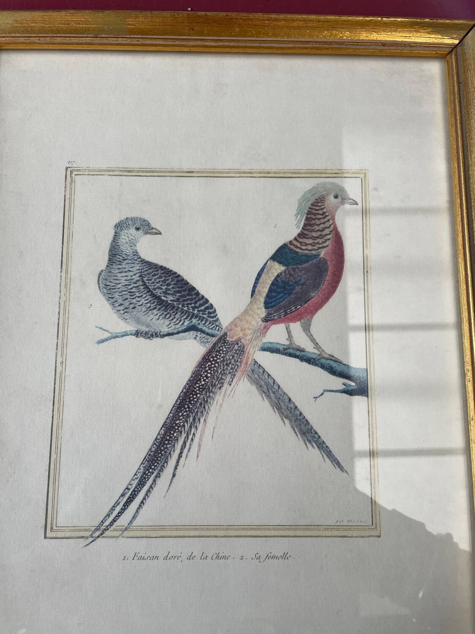 Zoological plate François Martinet