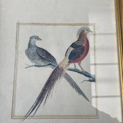 Zoological plate François Martinet