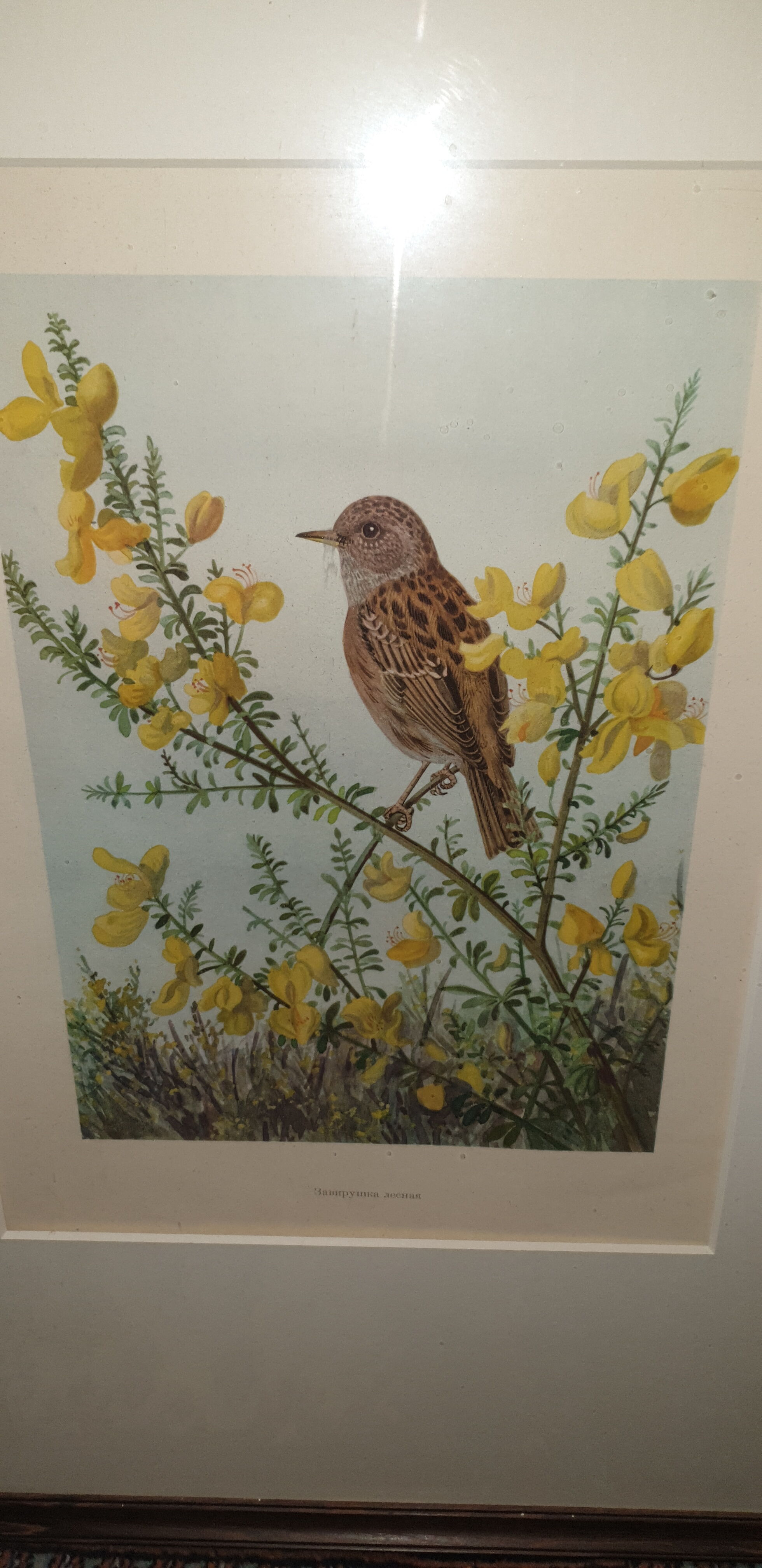 Ornithological engraving