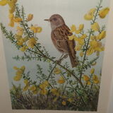 Ornithological engraving
