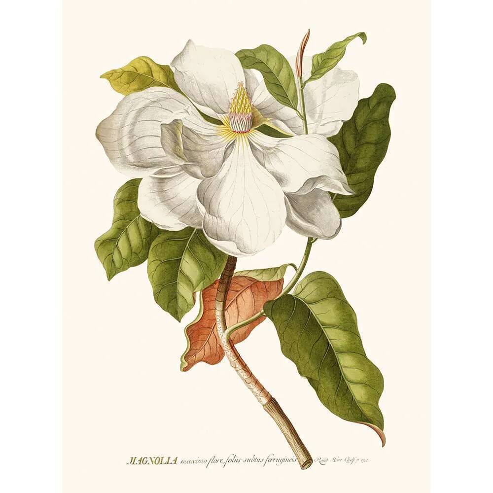 Vintage botanical illustration of Magnolia flower.