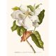 Vintage botanical illustration of Magnolia flower.