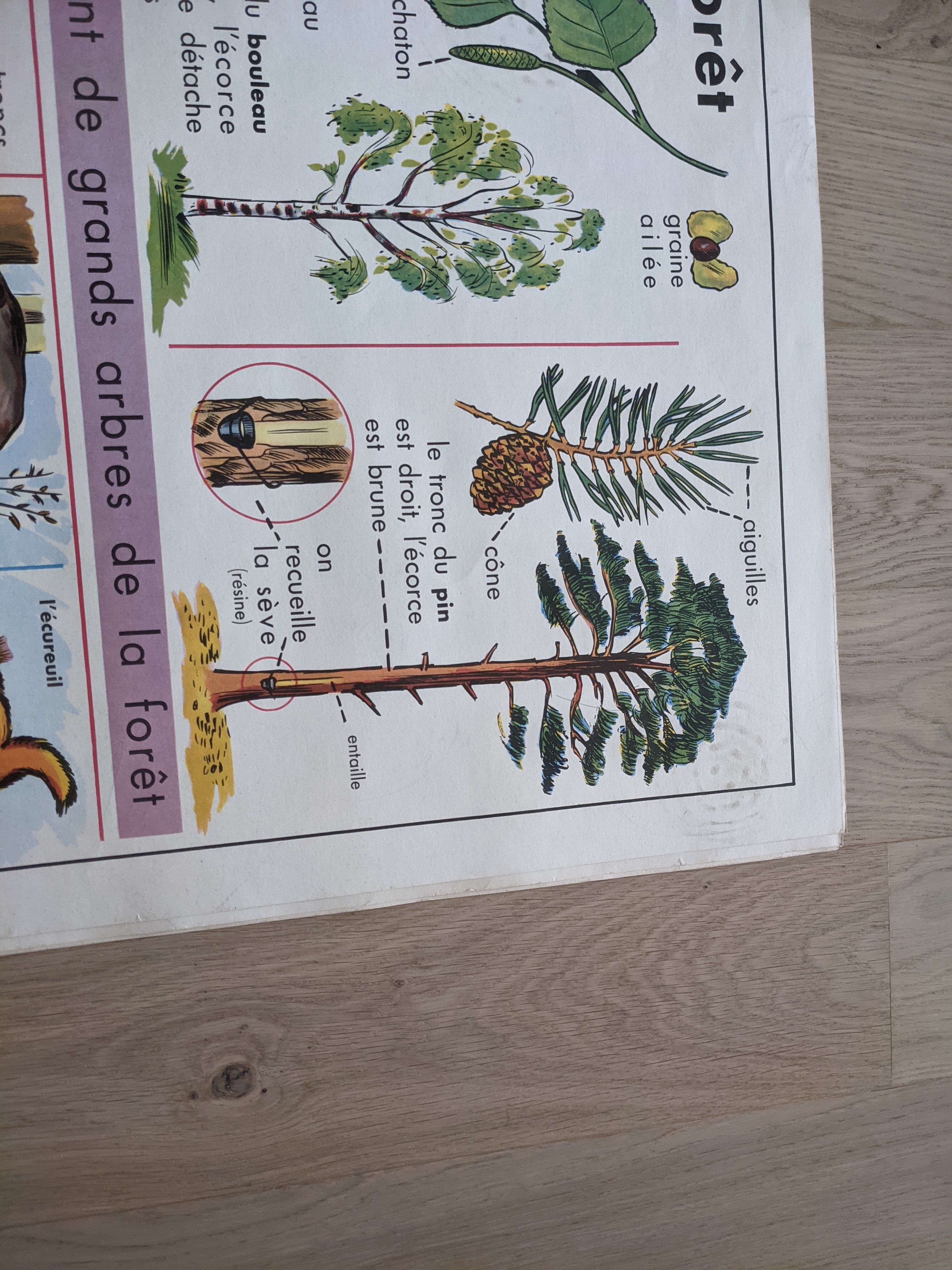 Old school poster vintage pea botanical flower forest