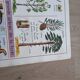 Old school poster vintage pea botanical flower forest