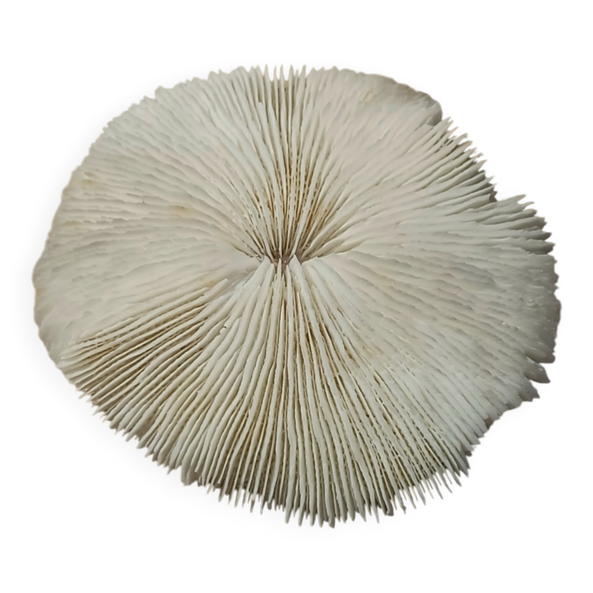Natural round coral