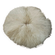 Natural round coral