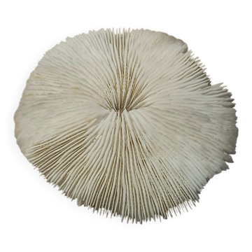 Corail naturel rond