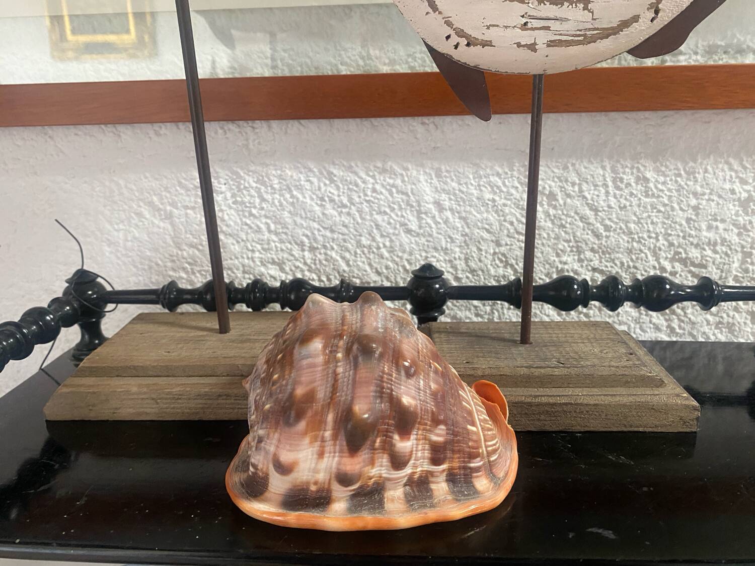 Large shell cypraea cassis rufa