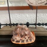 Large shell cypraea cassis rufa