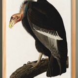 Poster about the California Condor, based on an old engraving from 1827.