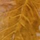 Glazed ceramic bowl amber — Atelier Cérenne, Vallauris (1950s)