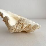 Old natural shell holy water font with empty pocket