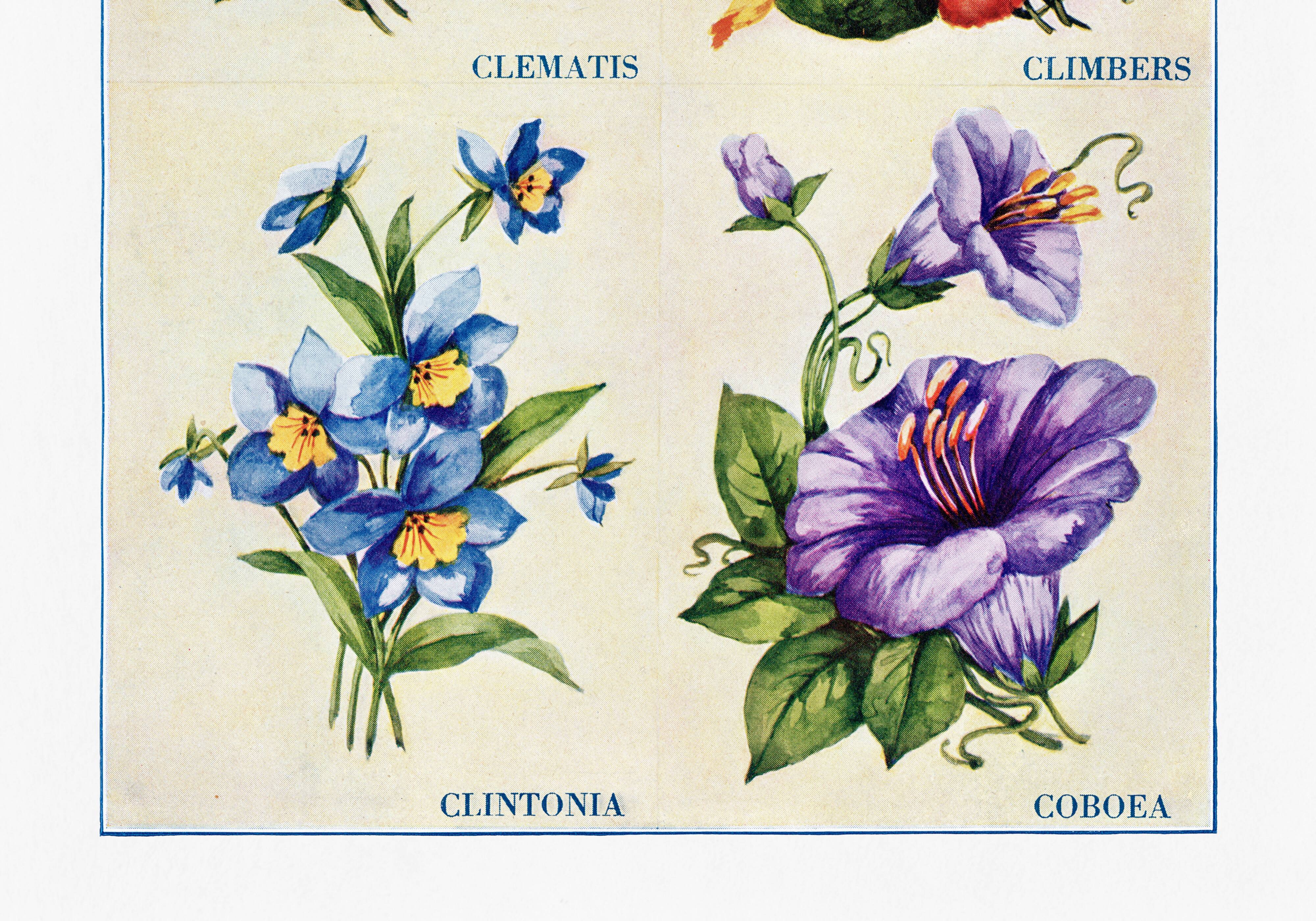 Poster about clematis, climbing geranium, clintonia and cup-and-saucer vine