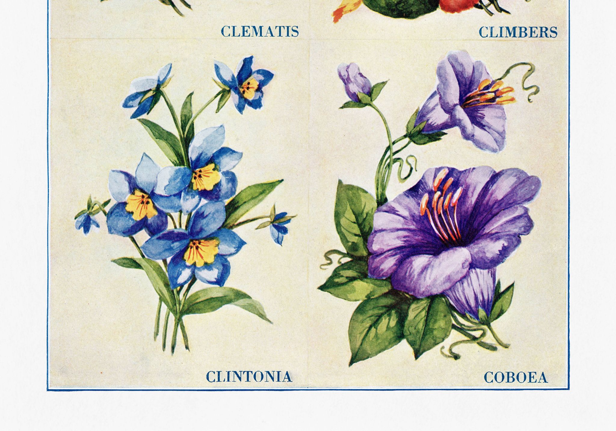 Affiche sur la clématite, le géranium grimpant, la clintonie et la cobée