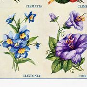 Affiche sur la clématite, le géranium grimpant, la clintonie et la cobée