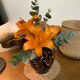 Black glazed earth vase