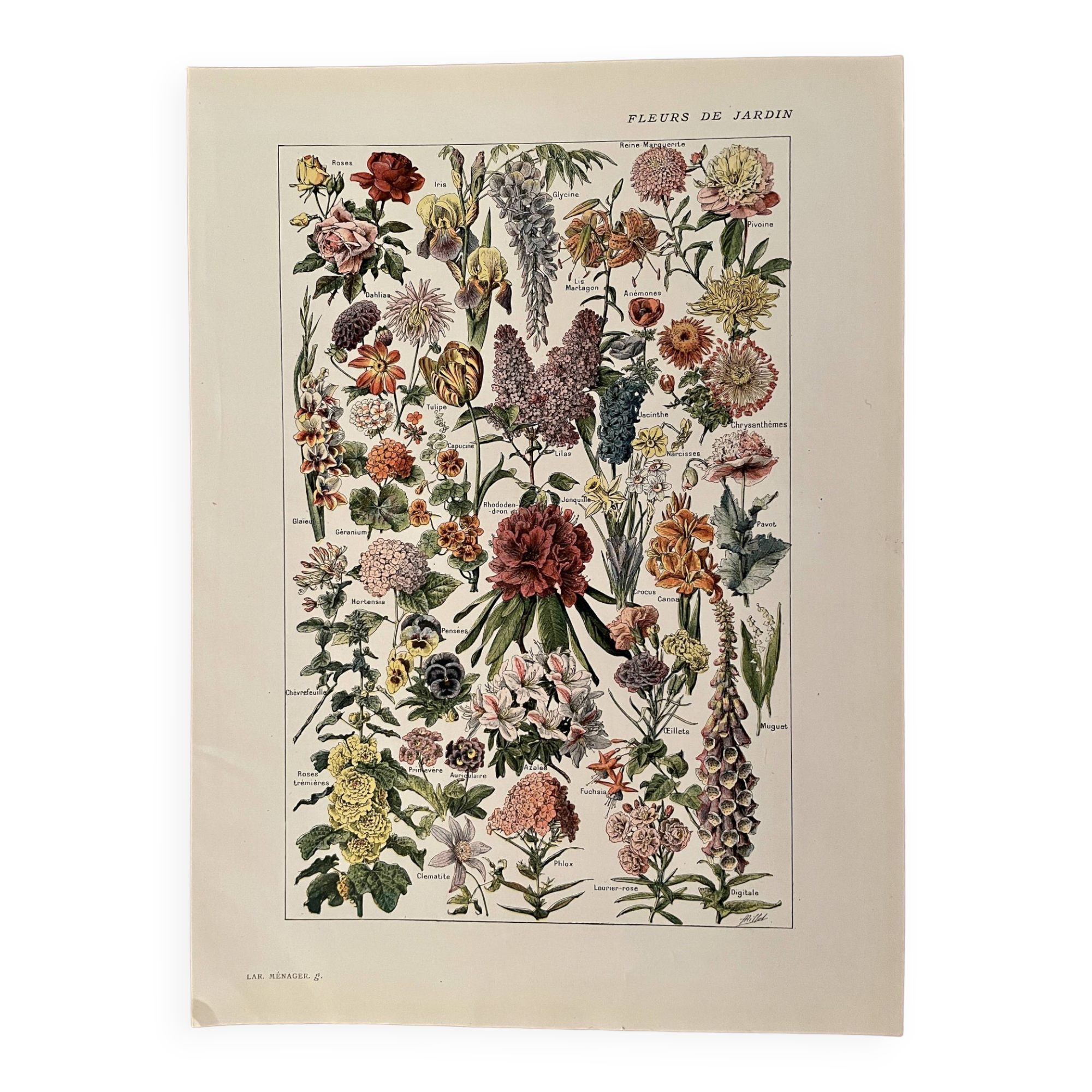 Lithograph on garden flowers - 1920