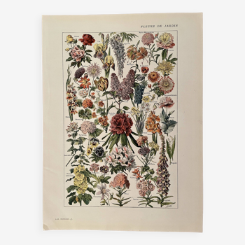 Lithograph on garden flowers - 1920