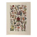 Lithograph on garden flowers - 1920