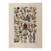 Lithograph on garden flowers - 1920