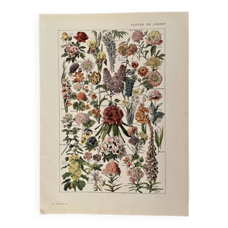 Lithograph on garden flowers - 1920